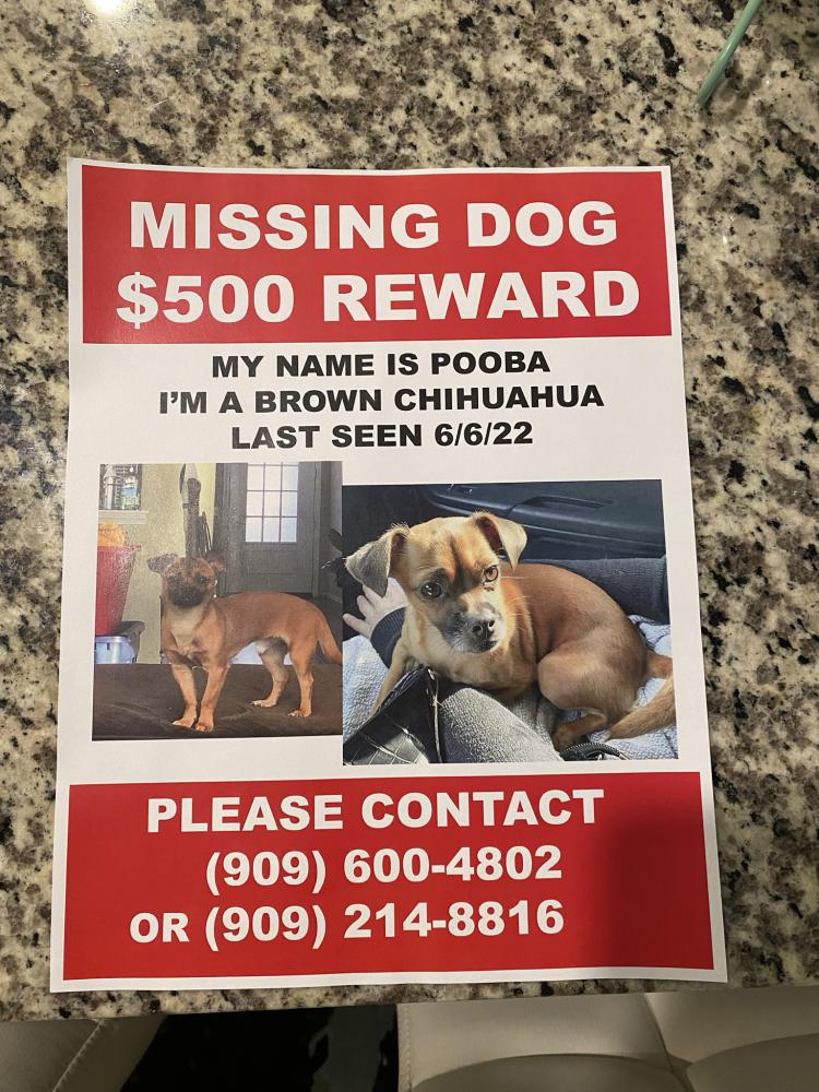 Image of Pooba, Lost Dog