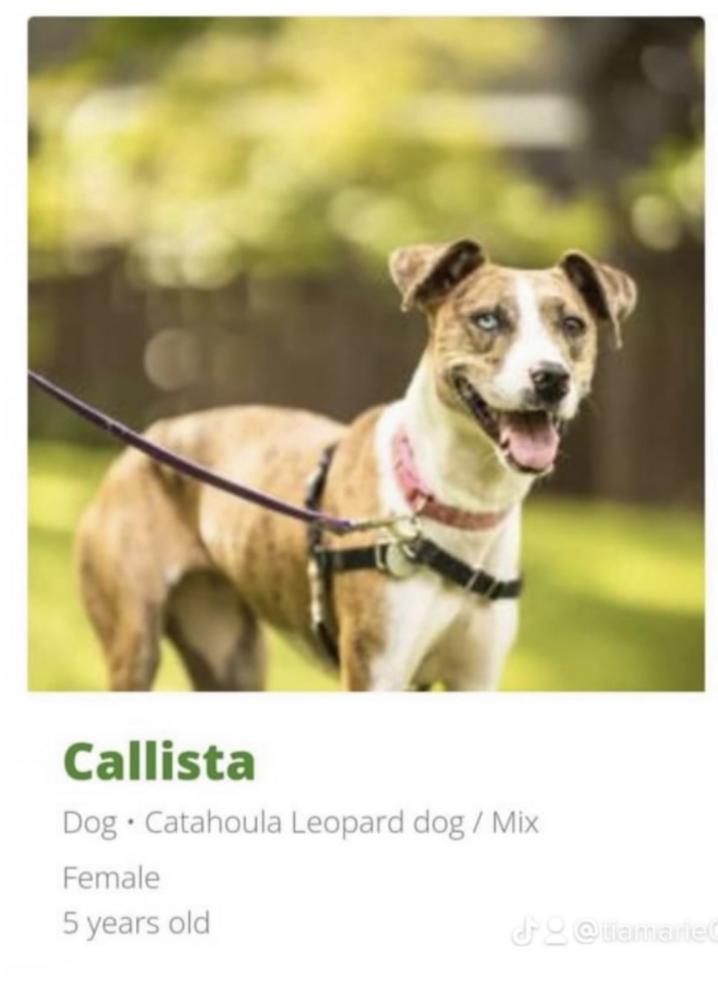 Image of Callista, Lost Dog