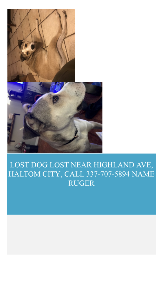 Image of Ruger, Lost Dog