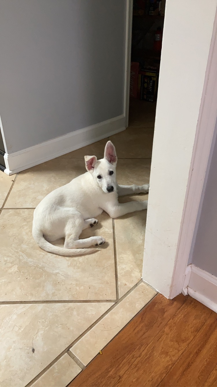 Image of Echo, Lost Dog