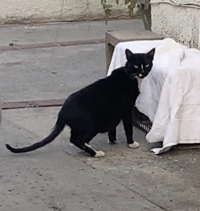 Image of Very Pregnant Stray, Lost Cat