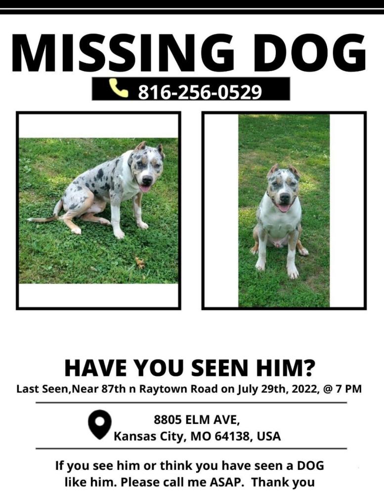 Image of Melo, Lost Dog