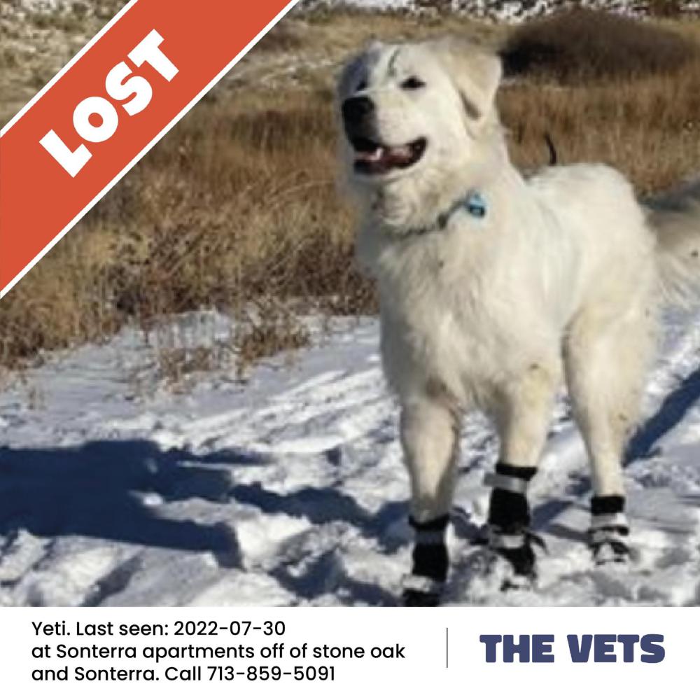 Image of Yeti, Lost Dog