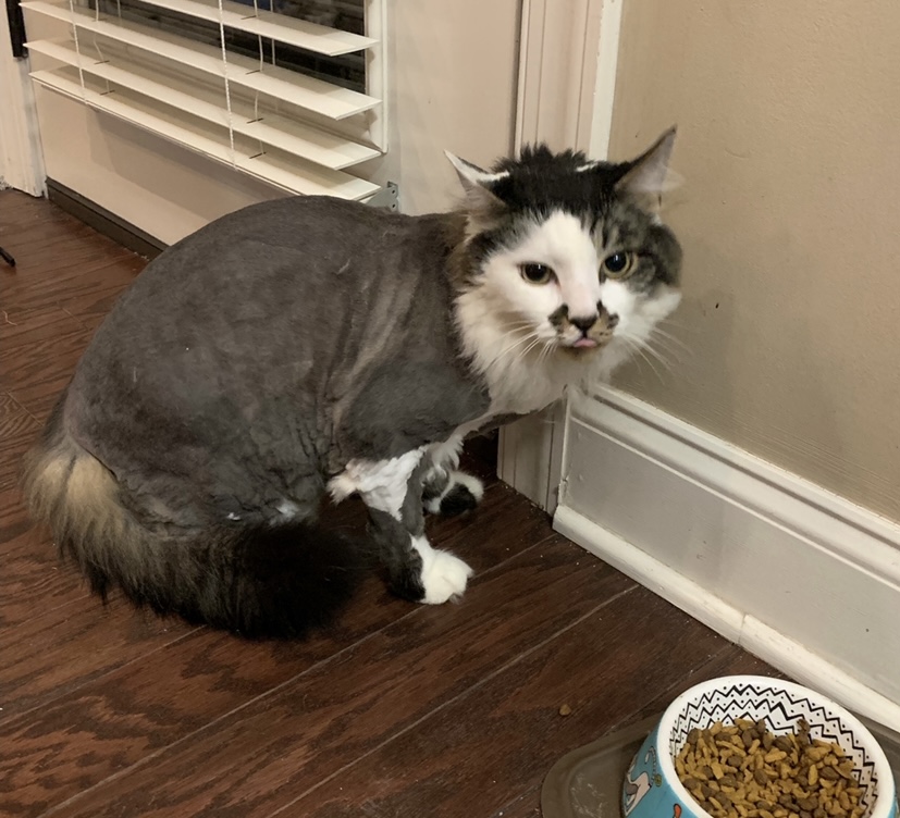 Image of Mustachio, Lost Cat