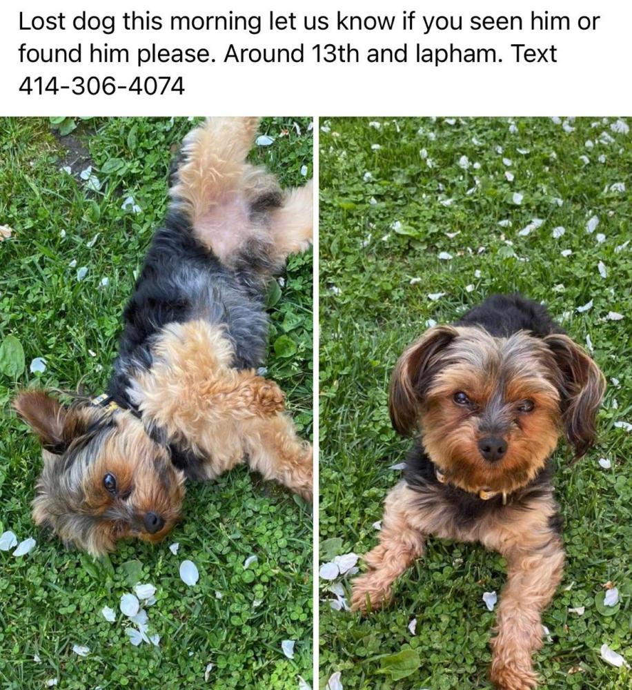 Image of Peluche, Lost Dog