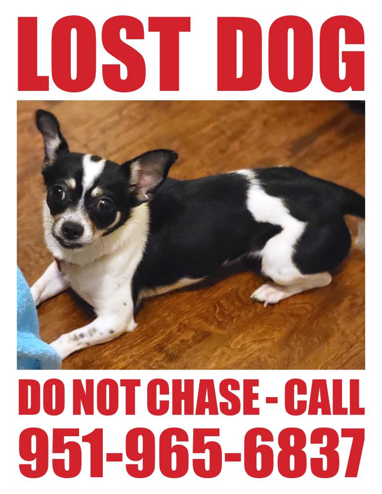 Image of Pickles, Lost Dog