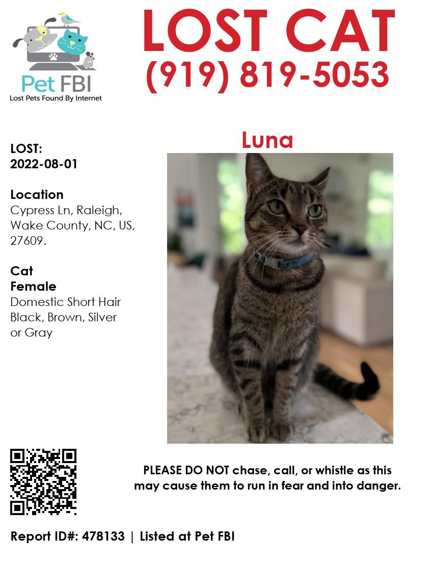 Image of Luna, Lost Cat