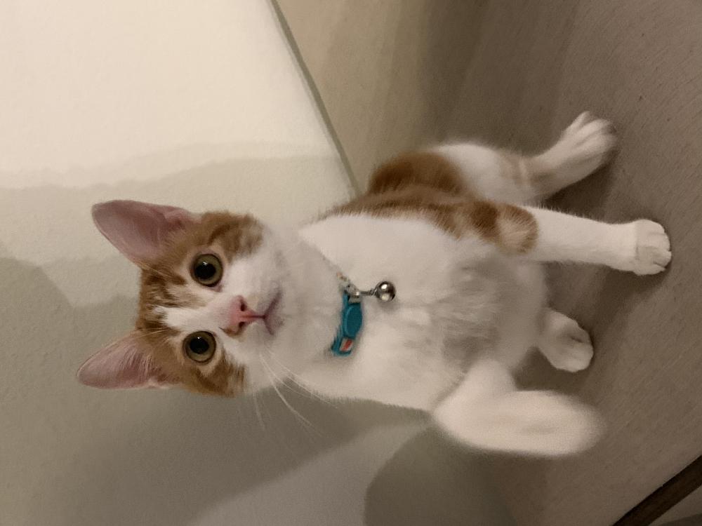 Image of Nino, Lost Cat