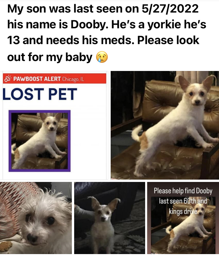 Image of Dooby, Lost Dog