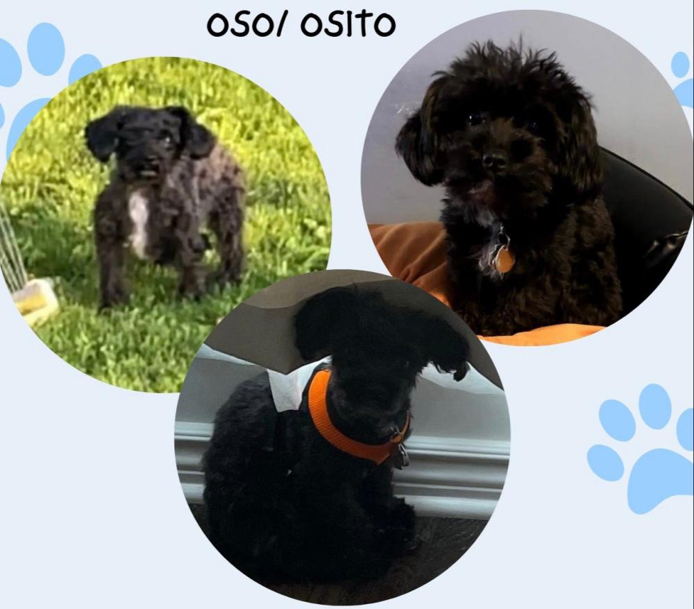 Image of Oso/ Osito, Lost Dog