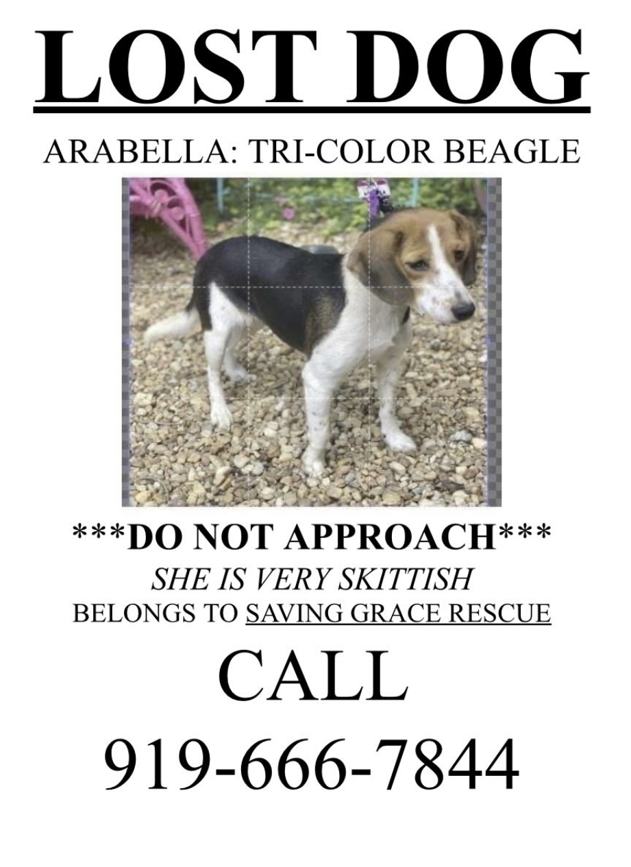 Image of Arabella, Lost Dog