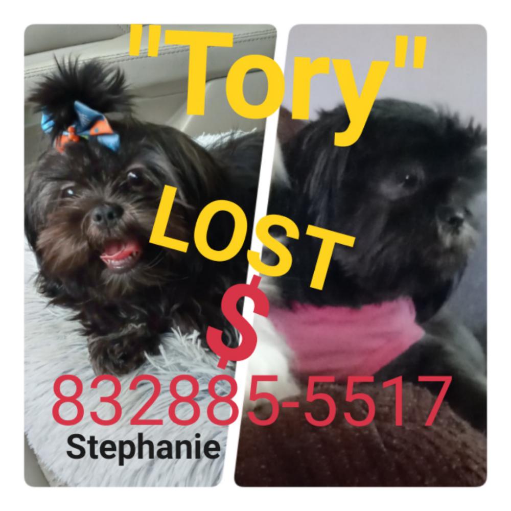 Image of tory, Lost Dog