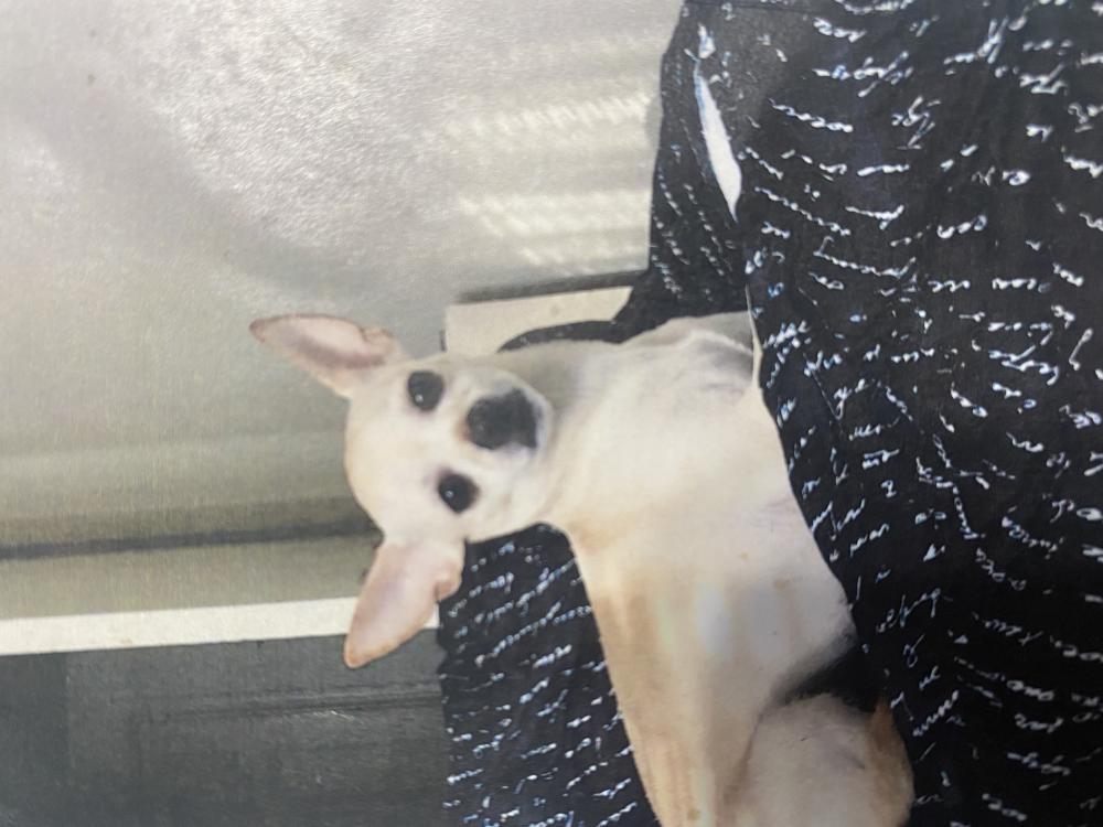 Image of Caramelo, Lost Dog