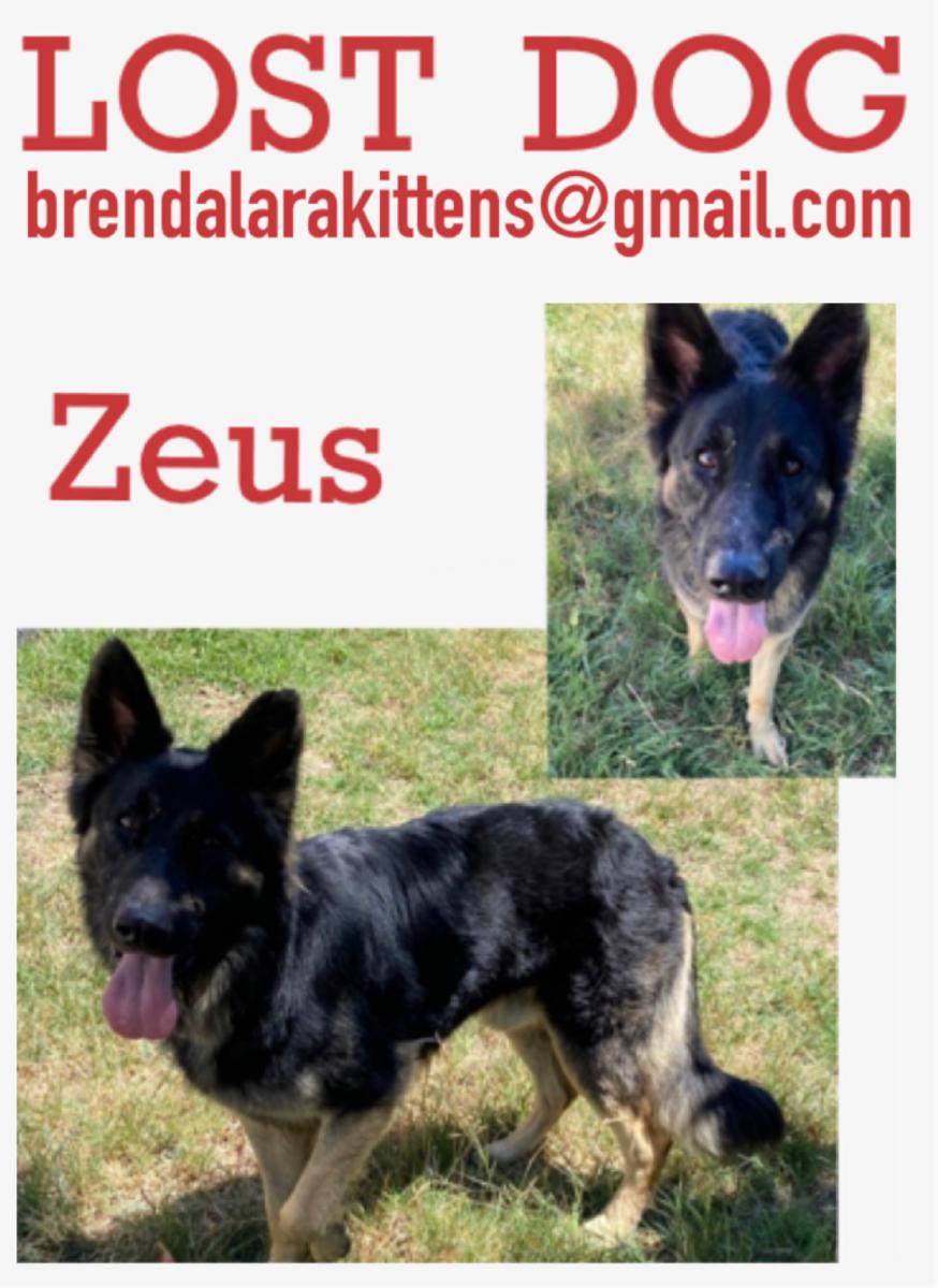 Image of Zeus, Lost Dog