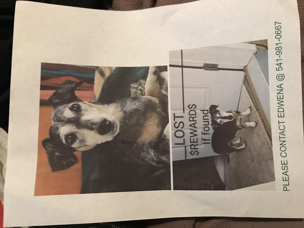 Image of PEPPY, Lost Dog