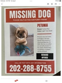 Image of Petunia, Lost Dog