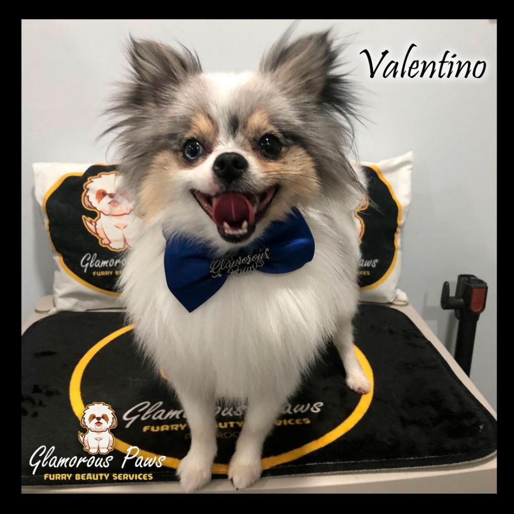 Image of Valentino, Lost Dog
