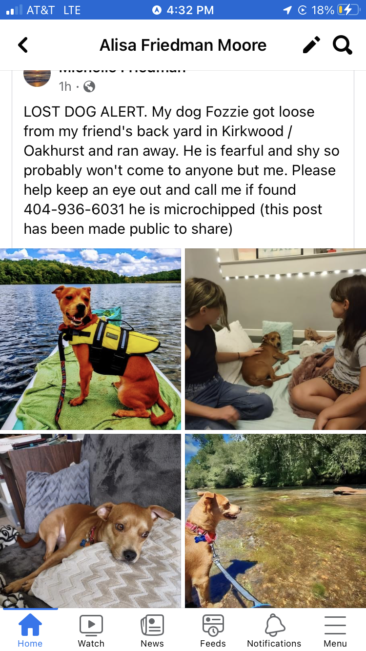 Image of Fozzie, Lost Dog