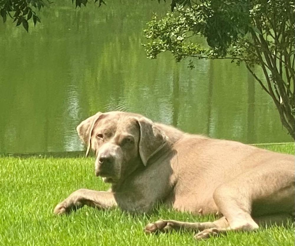 Image of Gracie, Lost Dog