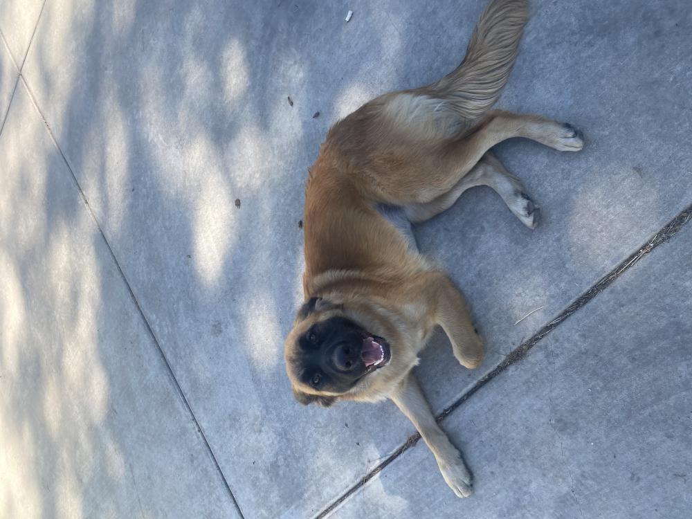 Image of Stella, Found Dog