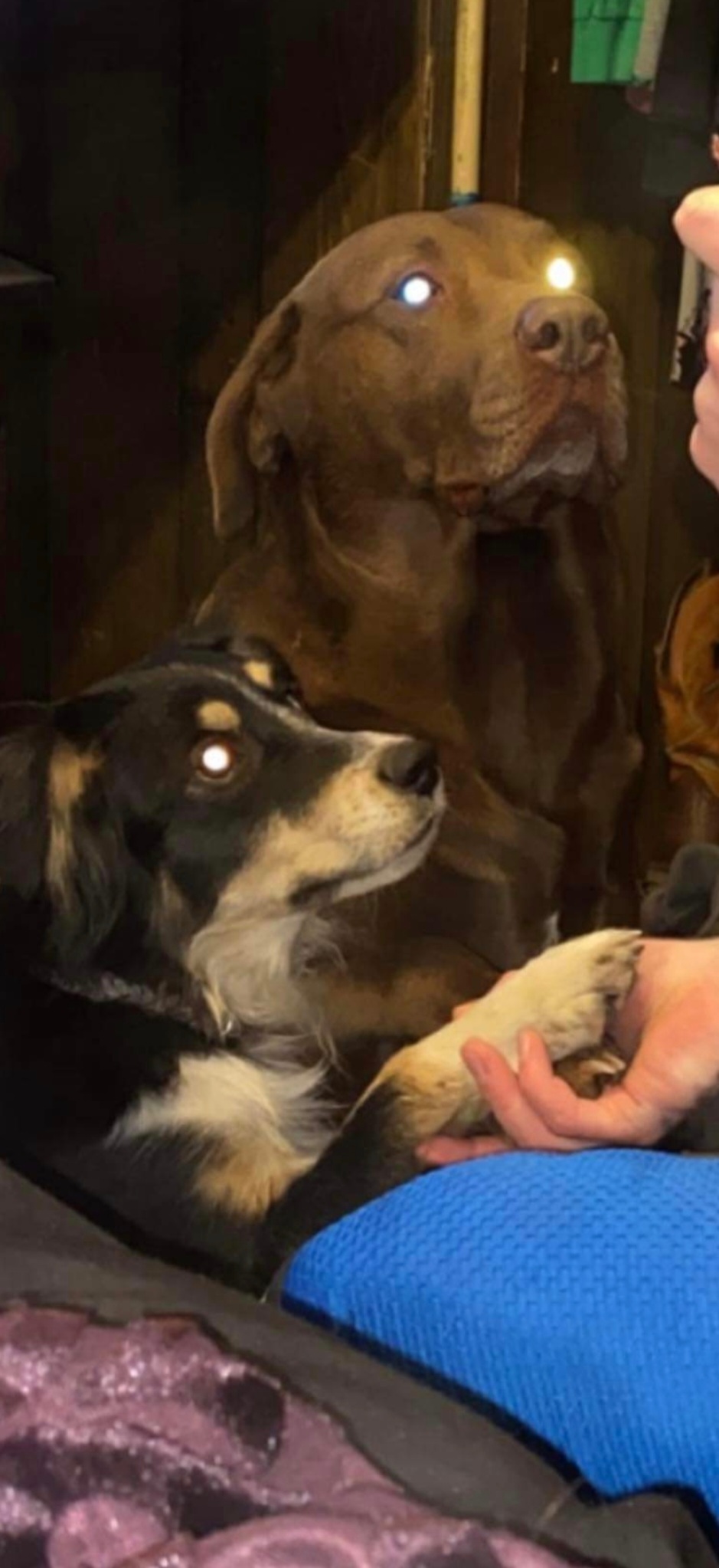 Image of Rufus and bella, Lost Dog