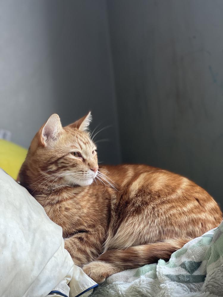 Image of George, Lost Cat