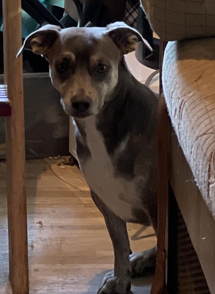 Image of Gray, Lost Dog