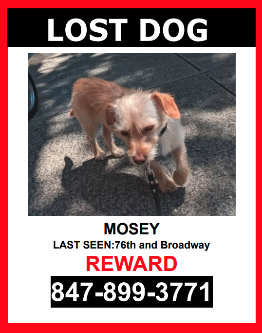 Image of Mosey, Lost Dog