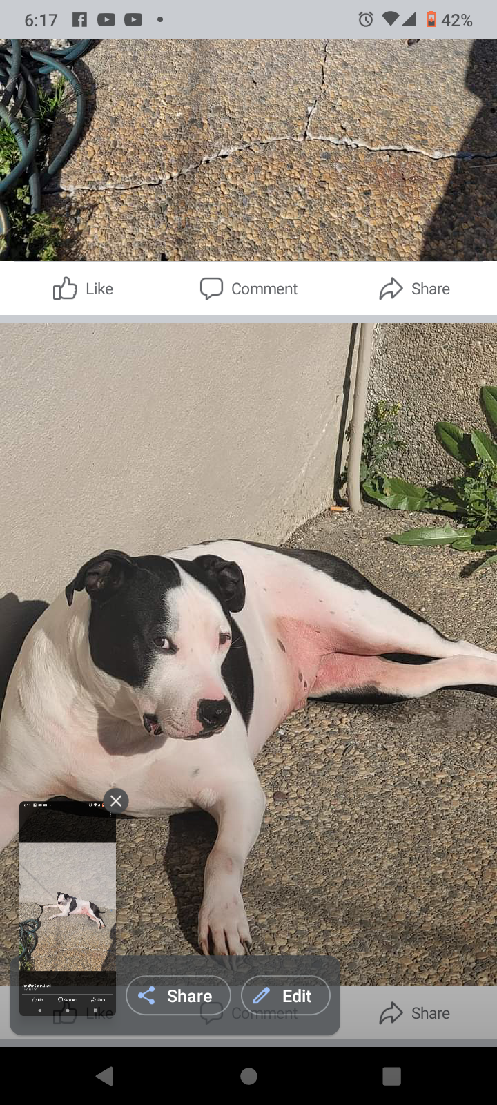 Image of Bubba, Lost Dog