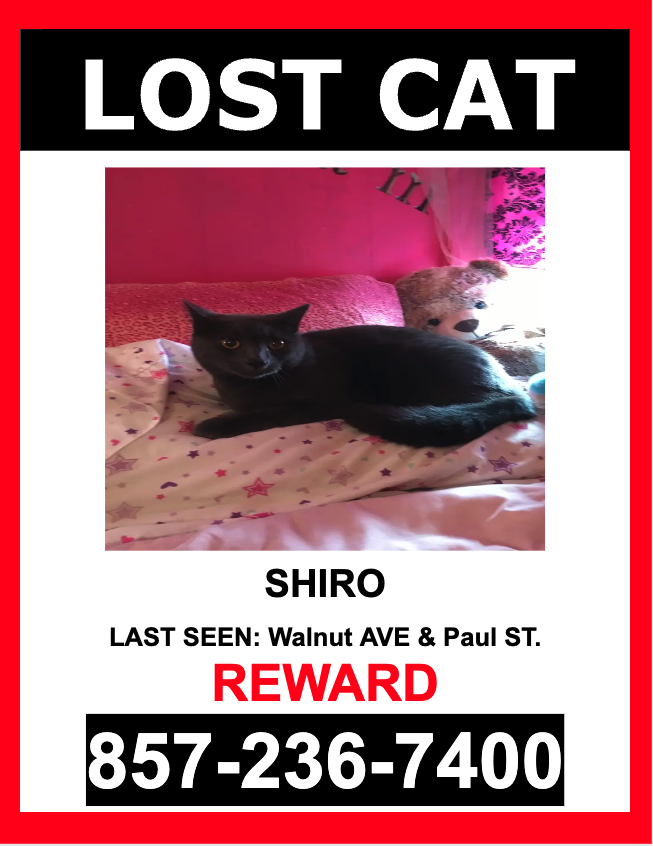 Image of Shiro, Lost Cat
