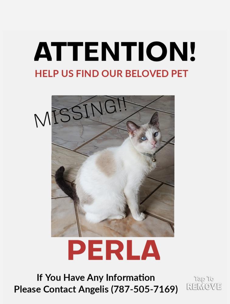 Image of Perla, Lost Cat