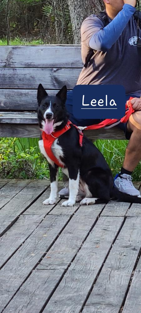 Image of LEELA(SMOKY), Lost Dog