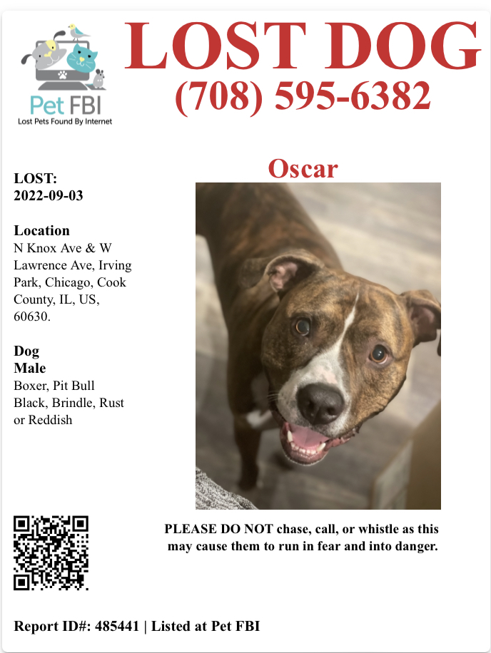 Image of Oscar, Lost Dog