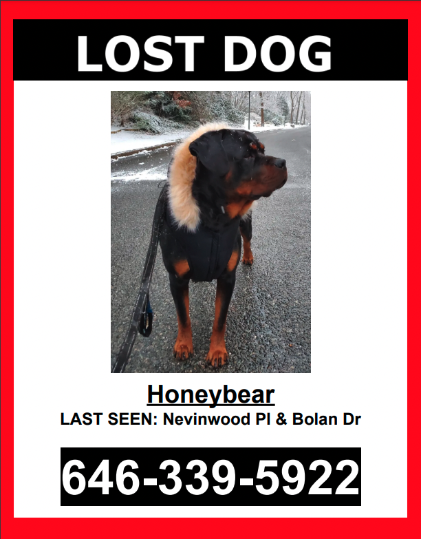 Image of Honeybear, Lost Dog