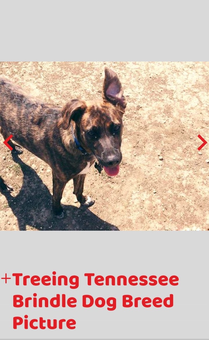 Image of Amy, Lost Dog