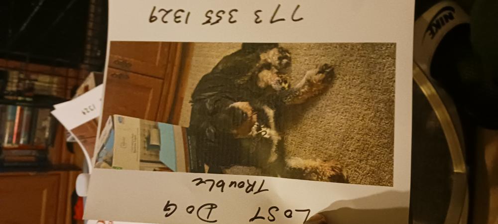 Image of Trouble, Lost Dog