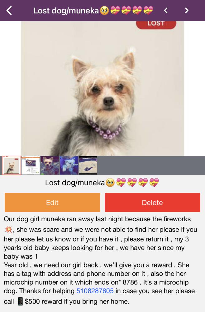 Image of Muneka, Lost Dog