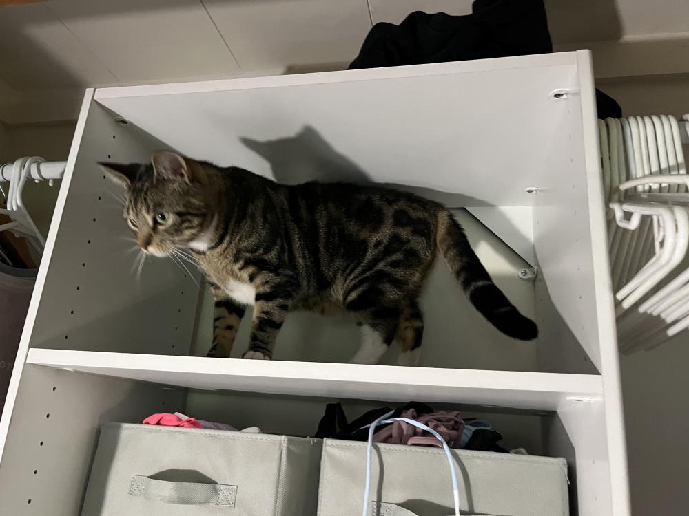 Image of Linus, Lost Cat
