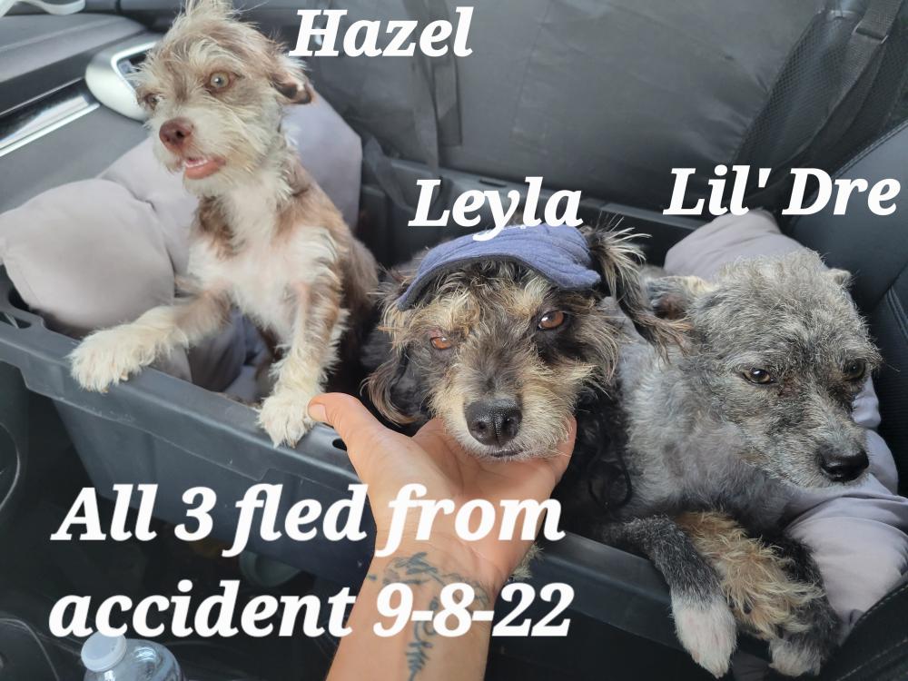 Image of Leyla, Hazel, Li Dre, Lost Dog