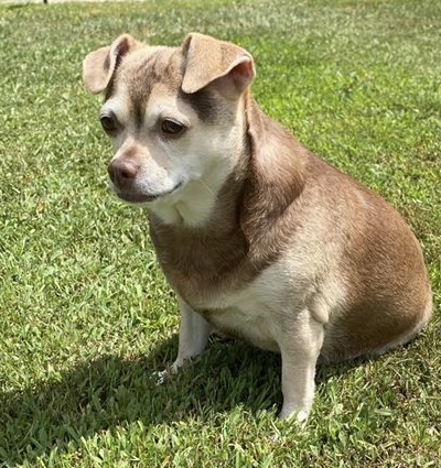 Image of Tita, Lost Dog