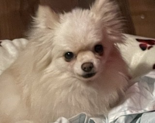 Image of Itzbell, Lost Dog