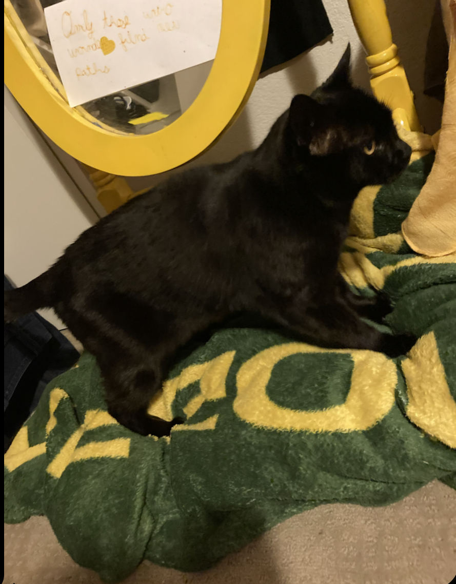Image of Blacks, Lost Cat