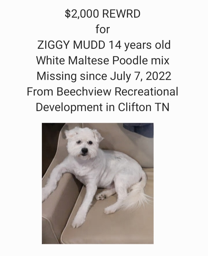Image of Ziggy Mudd, Lost Dog