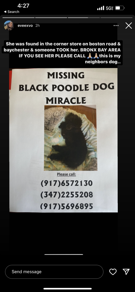 Image of Miarcle, Lost Dog