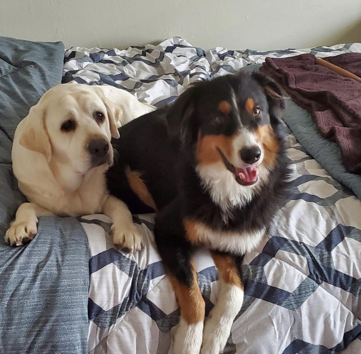 Image of Lucy and Finley, Lost Dog