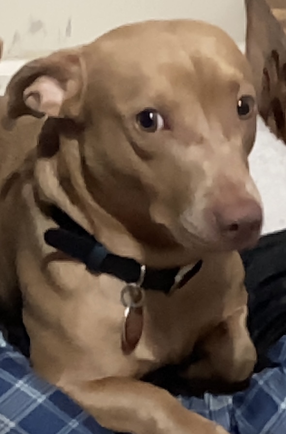 Image of Melvin, Lost Dog