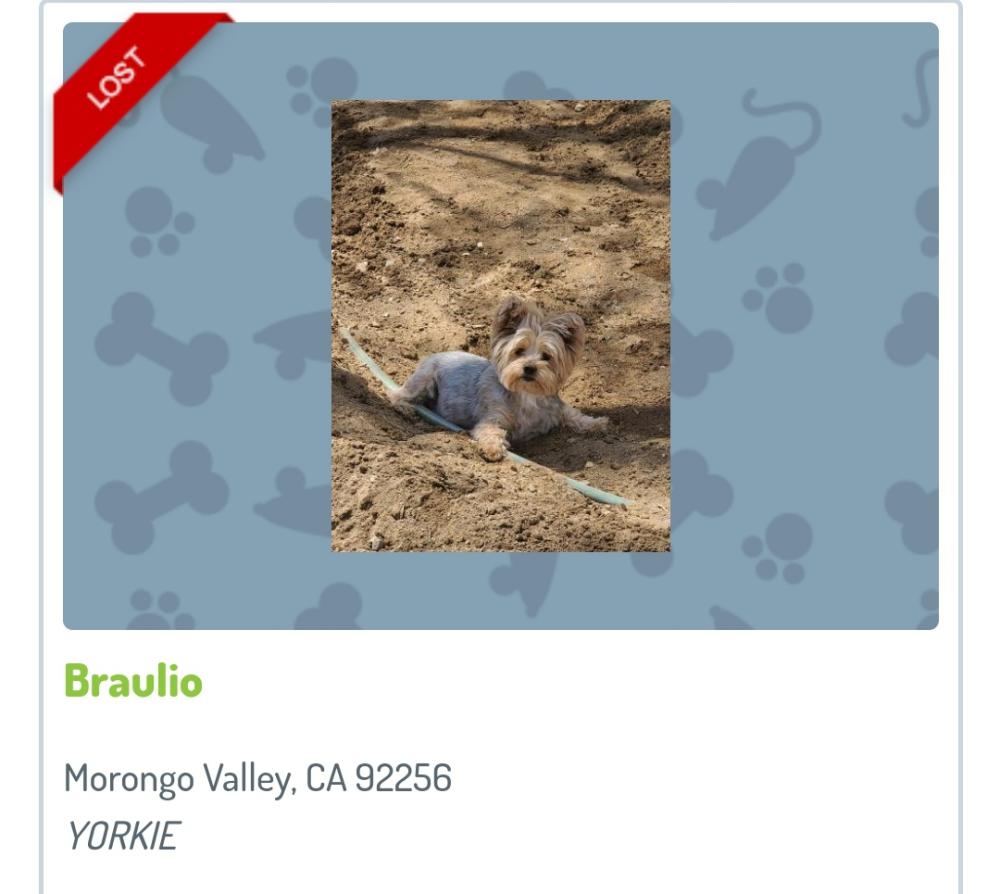 Image of Braulio, Lost Dog