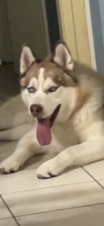 Image of Yeti, Lost Dog