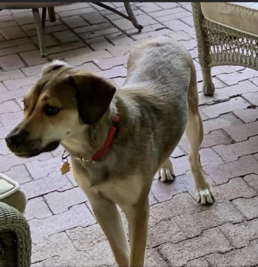 Image of Odie, Lost Dog