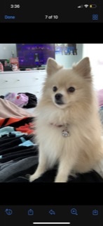 Image of Cloud, Lost Dog